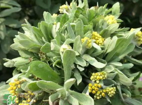 清明草粑粑蒸多久？清明草粑粑的家庭做法