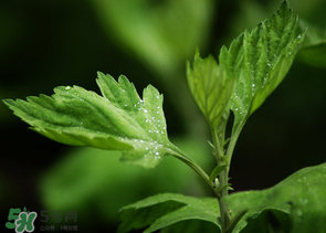 艾葉和清明草能一起吃嗎？清明草不能和什么一起吃嗎？