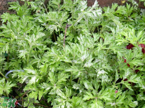 艾葉和清明草能一起吃嗎？清明草不能和什么一起吃嗎？