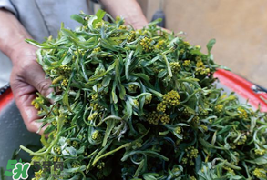 清明草孕婦可以吃嗎？清明草哪些人不能吃？