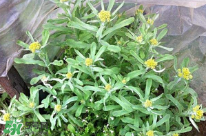 清明草孕婦可以吃嗎？清明草哪些人不能吃？