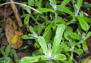 清明草可以泡茶嗎？清明草泡水喝的功效