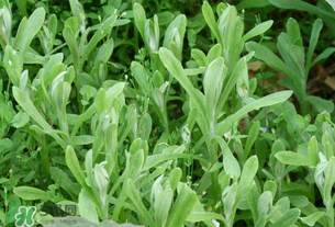 清明草可以泡茶嗎？清明草泡水喝的功效