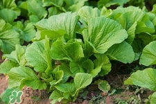 春分要吃春菜嗎？春分為什么要吃春菜？