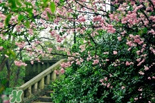 春分吃什么傳統(tǒng)食物？南方人春分節(jié)氣吃什么？