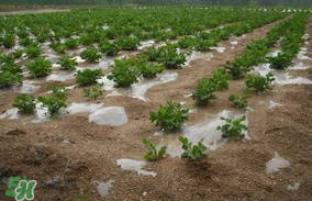 春分可以種花生嗎？春分種什么？