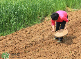 春分可以種花生嗎？春分種什么？