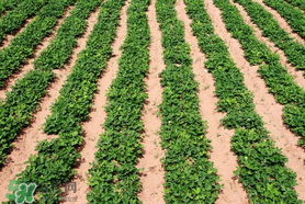 春分可以種花生嗎？春分種什么？