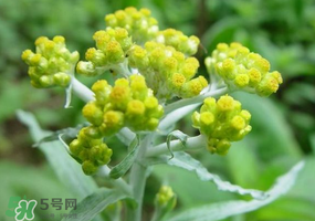 清明花粑粑怎么做？清明花粑粑的做法