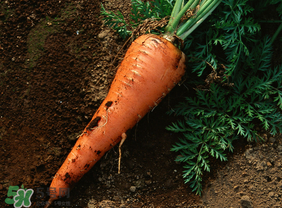 清明節(jié)可以種蘿卜嗎？清明節(jié)怎么種蘿卜？