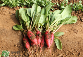 清明節(jié)可以種蘿卜嗎？清明節(jié)怎么種蘿卜？