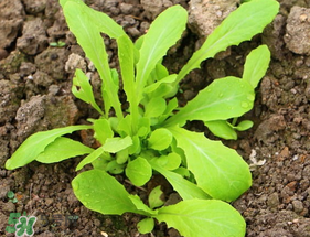 清明節(jié)可以種蘿卜嗎？清明節(jié)怎么種蘿卜？