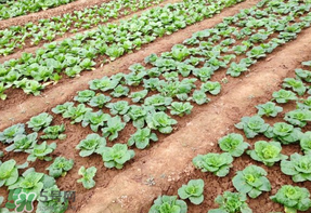 清明節(jié)種什么菜？清明節(jié)前后種什么菜？