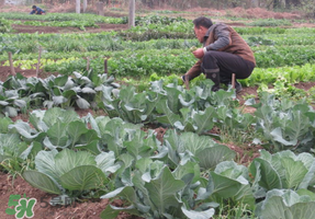 清明節(jié)種什么菜？清明節(jié)前后種什么菜？