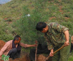 清明節(jié)種什么樹？清明節(jié)為什么種樹？