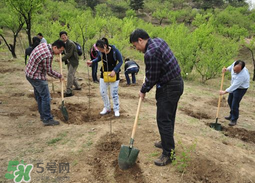 清明節(jié)種什么樹？清明節(jié)為什么種樹？