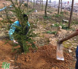 清明節(jié)種什么樹？清明節(jié)為什么種樹？