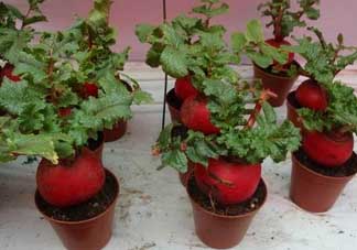 清明節(jié)可以種蘿卜嗎？清明節(jié)怎么種蘿卜？