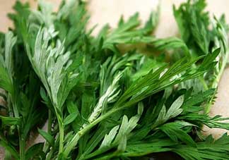 艾葉和清明草能一起吃嗎？清明草不能和什么一起吃嗎？