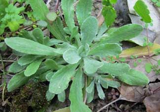 清明草可以種植嗎？清明草怎么種植？