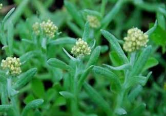 清明草孕婦可以吃嗎？清明草哪些人不能吃？