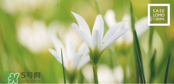 三草兩木是什么牌子？三草兩木是什么檔次