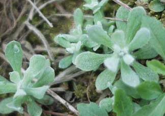 清明草可以曬干嗎？清明草曬干有什么功效？