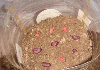 春分可以種花生嗎？春分種什么？