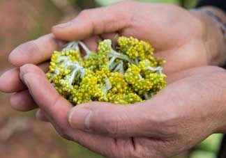 清明草可以泡茶嗎？清明草泡水喝的功效