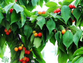 櫻桃掉果怎么回事？櫻桃掉果怎么處理？