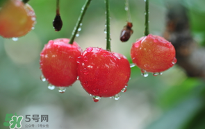 櫻桃掉果怎么回事？櫻桃掉果怎么處理？