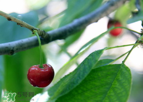 櫻桃掉果怎么回事？櫻桃掉果怎么處理？