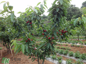 櫻桃樹(shù)幾年結(jié)果？櫻桃樹(shù)不結(jié)果怎么回事？