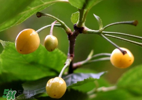 櫻桃樹(shù)幾年結(jié)果？櫻桃樹(shù)不結(jié)果怎么回事？