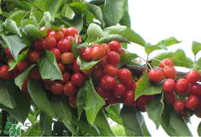 櫻桃樹(shù)幾年結(jié)果？櫻桃樹(shù)不結(jié)果怎么回事？