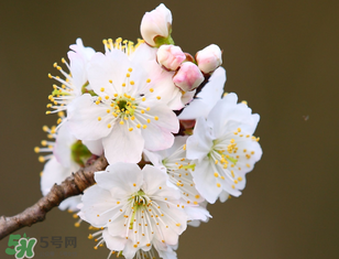 櫻桃需要授粉樹嗎？櫻桃需要什么授粉樹？