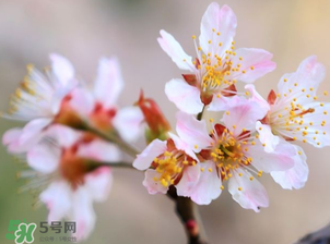 櫻桃需要授粉樹嗎？櫻桃需要什么授粉樹？