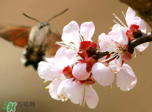 櫻桃需要授粉樹嗎？櫻桃需要什么授粉樹？