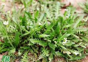 薺菜什么時(shí)候開花？薺菜花什么時(shí)候采？