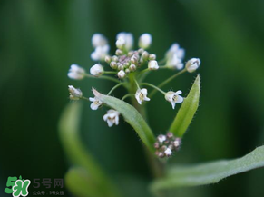 薺菜什么時(shí)候開花？薺菜花什么時(shí)候采？
