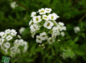 薺菜花可以泡茶嗎？薺菜花泡茶喝有什么功效？