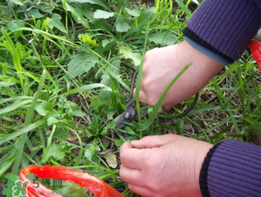 寶寶能吃薺菜嗎？一歲小孩可以吃薺菜嗎？