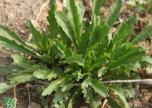 手術(shù)后可以吃薺菜嗎？手術(shù)后能吃薺菜嗎？