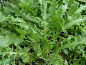 手術(shù)后可以吃薺菜嗎？手術(shù)后能吃薺菜嗎？