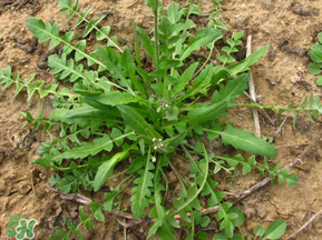 手術(shù)后可以吃薺菜嗎？手術(shù)后能吃薺菜嗎？