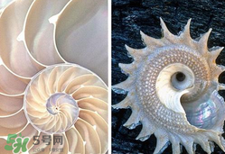 珍珠貝母表盤(pán)好嗎？珍珠貝母表盤(pán)耐用嗎？