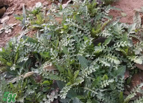 春天吃薺菜好嗎？春天吃薺菜有什么好處？