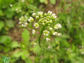 春天吃薺菜好嗎？春天吃薺菜有什么好處？