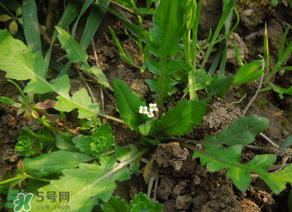 便秘能吃薺菜嗎？便秘可以吃薺菜嗎？