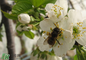 櫻桃怎么授粉？紅燈櫻桃怎么授粉？